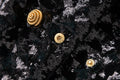 New Fashion 2026 Designer Sequin Suit Jacket Women's Patchwork Double Breasted Gold Buttons Blazer