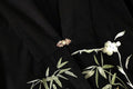 Olive Girl Red Embroidered Embroidered Jacket for Ren Faire 2026 Garden Wedding Fairycore Photoshoot Everyday Wear S-XXL XS-3XL Plus Size Hand Embroidered Dramatic Silhouette Romantic Cottagecore Editorial Not Costume Chinese Heritage Fashion Women
